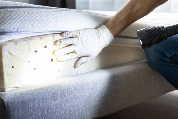 Trusted Hewitt, TX Pest Control Experts