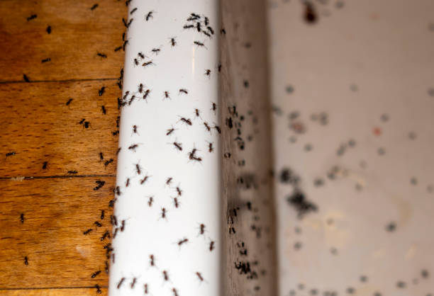 Best Affordable Pest Control Services  in Hewitt, TX