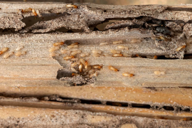 Best Exterminator Services  in Hewitt, TX