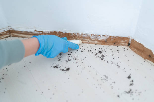 Best Pest Prevention Services  in Hewitt, TX